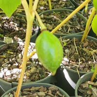 Podophyllum peltatum 